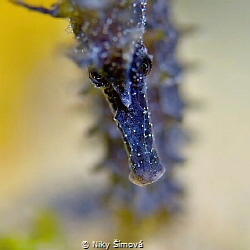 dark sea horse by Niky Šímová 
